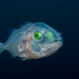 デメニギス、透明な頭部に回転する目を持つ深海魚の驚異的進化戦略が判明