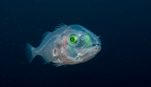 デメニギス、透明な頭部に回転する目を持つ深海魚の驚異的進化戦略が判明