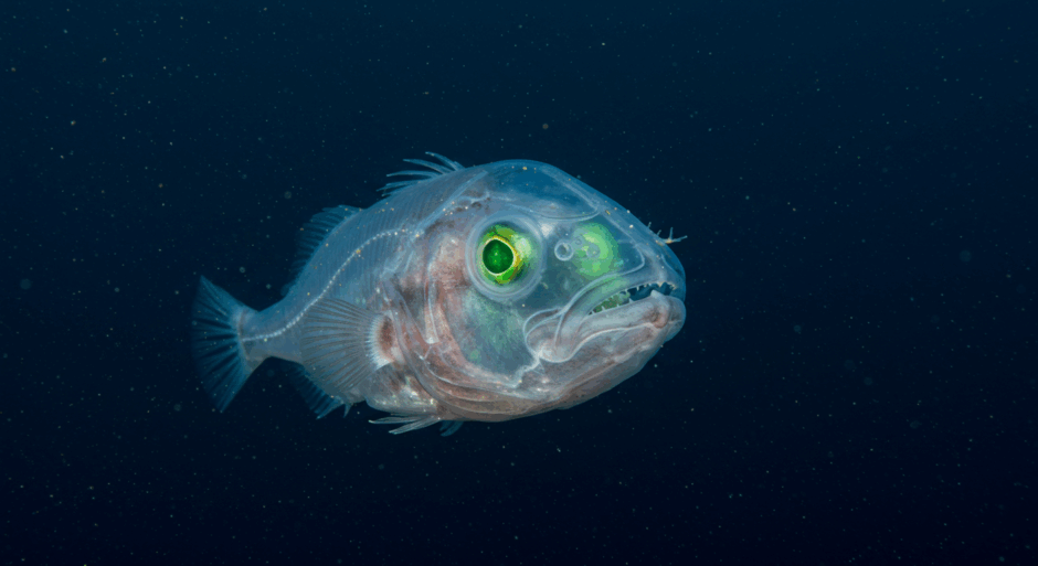 デメニギス、透明な頭部に回転する目を持つ深海魚の驚異的進化戦略が判明