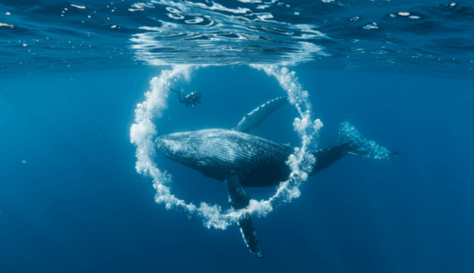 ザトウクジラが人間に向けて「バブルリング」を生成｜種間コミュニケーションの新たな証拠