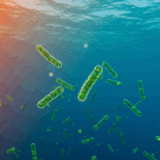 Prochlorococcus、海洋温暖化で激減リスク｜地球の酸素生産を担う微生物に危機