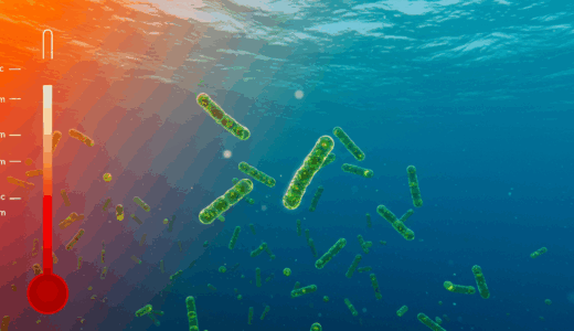 Prochlorococcus、海洋温暖化で激減リスク｜地球の酸素生産を担う微生物に危機
