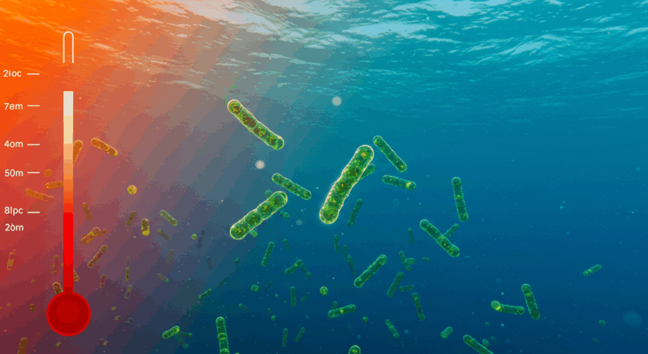 Prochlorococcus、海洋温暖化で激減リスク｜地球の酸素生産を担う微生物に危機