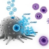 がん細胞を治療の工場に—MITが開発した次世代免疫療法、STING経路の革新的活性化方法