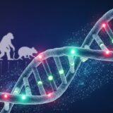遺伝的制御要素の進化をAIが追跡—ハイデルベルク大学ら、ヒト小脳拡大のメカニズム解明